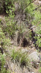 Puya coerulea