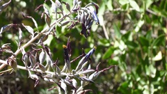 Puya coerulea