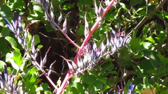 Puya coerulea