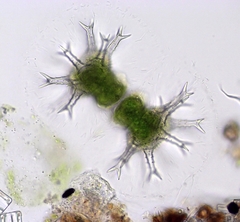 Staurastrum arctiscon