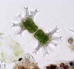 Staurastrum arctiscon