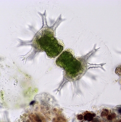 Staurastrum arctiscon