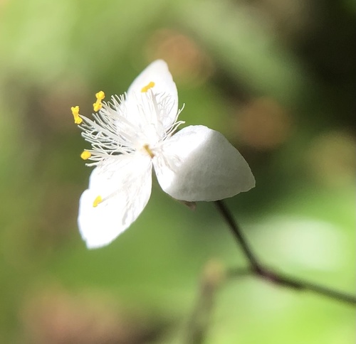 Tahitian bridalveil (Gibasis geniculata)