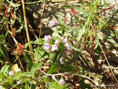 Galeopsis ladanum