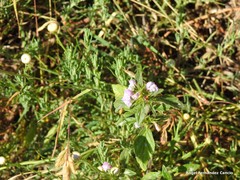 Galeopsis ladanum