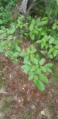 Viburnum cassinoides image