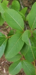 Viburnum cassinoides image
