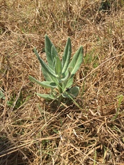 Asclepias notha