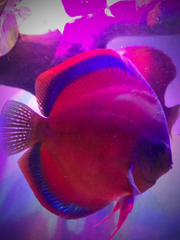 Chaetodon