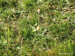 Pilosella argyrocoma