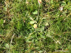 Pilosella argyrocoma