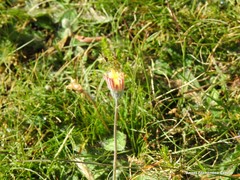 Pilosella argyrocoma