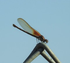 Hetaerina americana