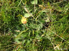 Pilosella argyrocoma