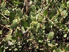 Arctostaphylos nevadensis