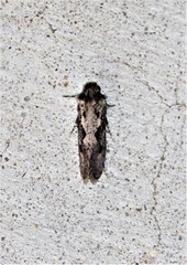 Acrolophus arcanella