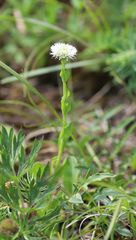 Globularia bisnagarica