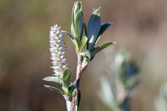 Salix pellita