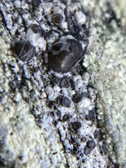 Tephromelataceae