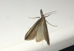 Donacaula mucronella