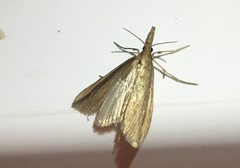 Donacaula mucronella