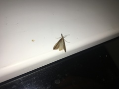 Donacaula mucronella