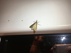 Donacaula mucronella