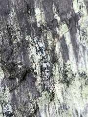 Tephromelataceae