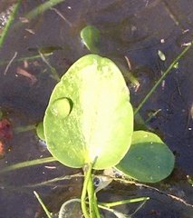 Ranunculus bonariensis