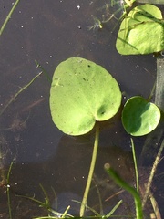 Ranunculus bonariensis