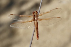 Libellula saturata