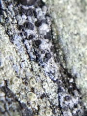 Tephromelataceae