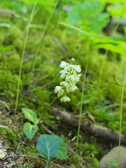 Pyrola chlorantha