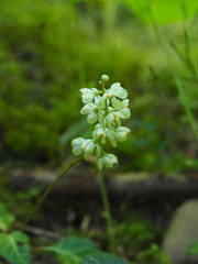 Pyrola chlorantha