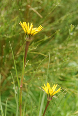 Tragopogon lamottei