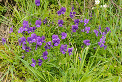 Viola bubanii