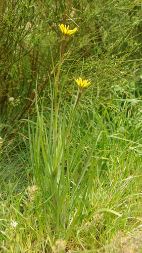 Jack-go-to-bed-at-noon (Tragopogon lamottei)