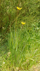 Tragopogon lamottei