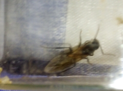 Camponotus barbaricus