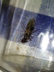 Camponotus barbaricus