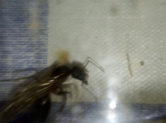 Camponotus barbaricus