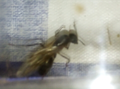 Camponotus barbaricus