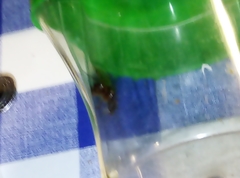 Camponotus barbaricus