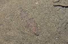 Arnoglossus laterna
