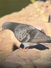 Columba livia domestica