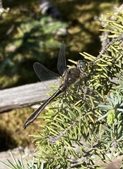 Cordulia shurtleffii