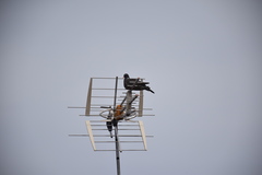 Columba palumbus