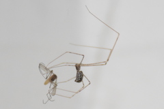 Holocnemus pluchei