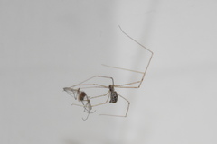Holocnemus pluchei