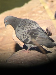 Columba livia domestica
